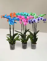 Watercolor Orchid Party Pack — Small / Grow Pot / Aqua