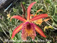 Mcv. Frances Fox 'Sun Spots' (Bc. Polka Dot x Mcp. tibicinis) (YD016) (Hybrid) Mcv.=Myrmecatavola