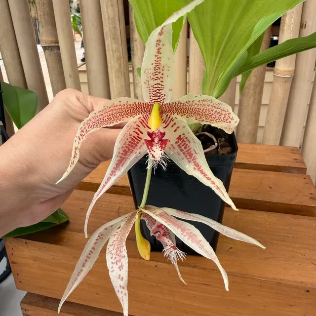 Paphinia Majestic x neudeckeri