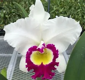 Rhyncholaeliocattleya Blanche Aisaka 'Yuki' (Rhyncholaeliocattleya)