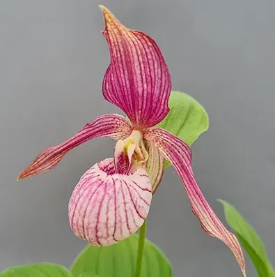 Cypripedium Hans Erni X Montanum (Cypripedium)
