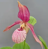 Cypripedium Hans Erni x montanum