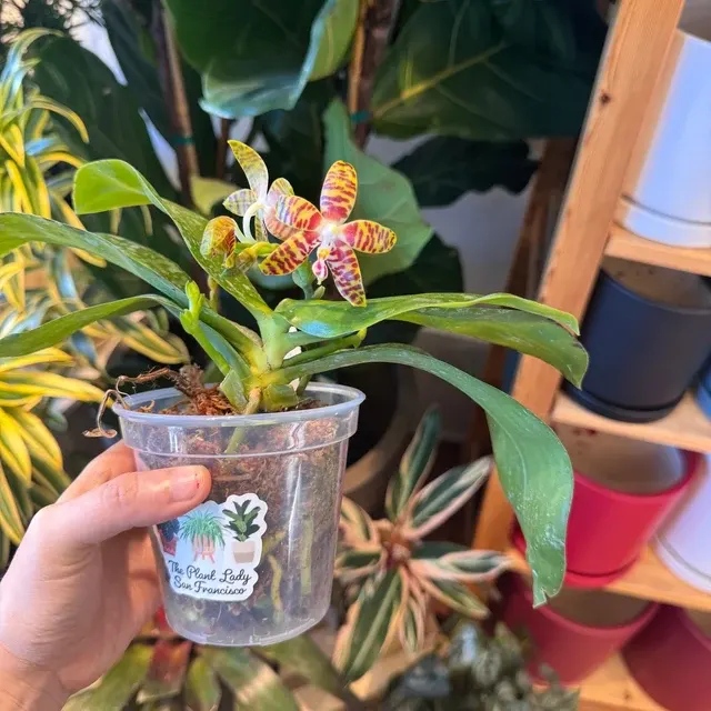 Phalaenopsis amboinensis x sib