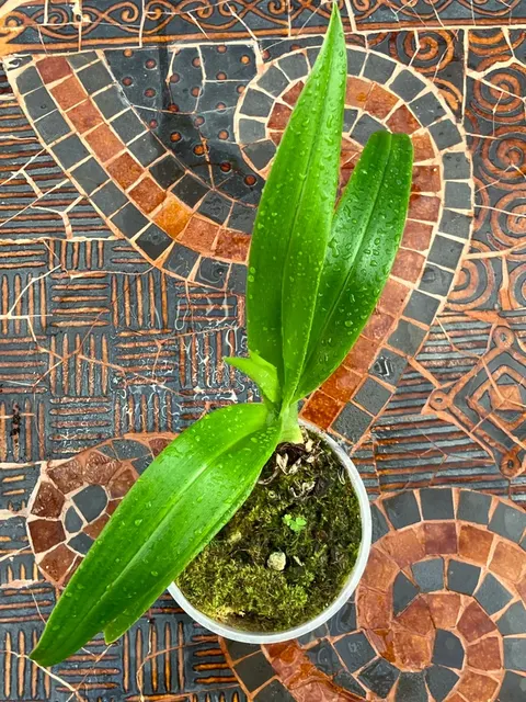 Phragmipedium Twilight