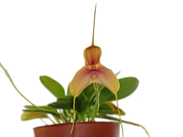Masdevallia wuelfinghoffiana (Masdevallia)