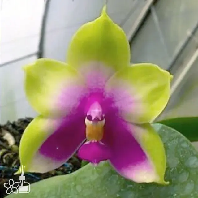 Phalaenopsis bellina 'Borneo Green'