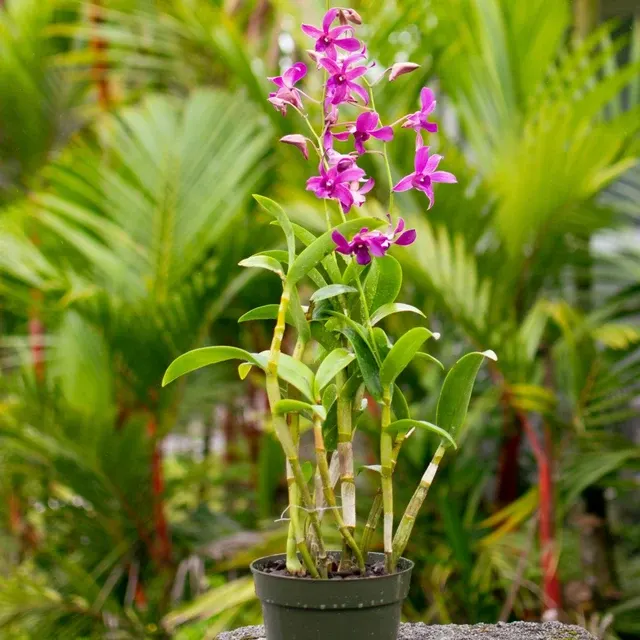 Dendrobium Jaquelyn Thomas 'Uniwai Prince'