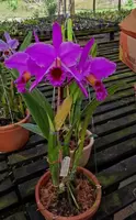 Cattleya percivaliana forma rubra 'Veneno'