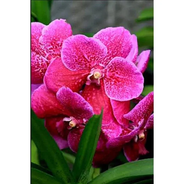 Vanda Roberts Delight Red Fuchsia