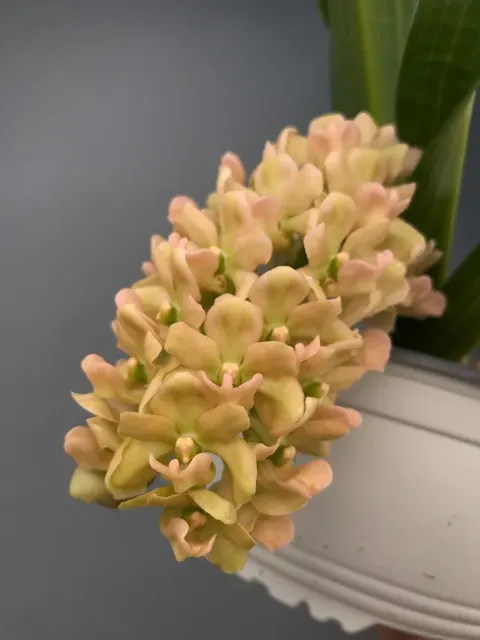 Rhynchostylis gigantea x 'Peach' (Rhynchostylis)