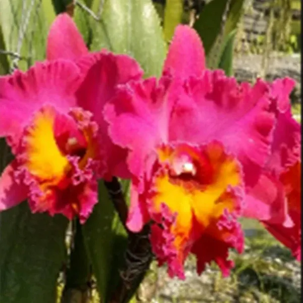 Rhyncholaeliocattleya NP Ruby