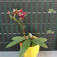 Phalaenopsis Miki Fire Bat 'Lee' 2.5"