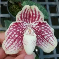 Paph. Wellesleyanum X Paph. Godefroyae