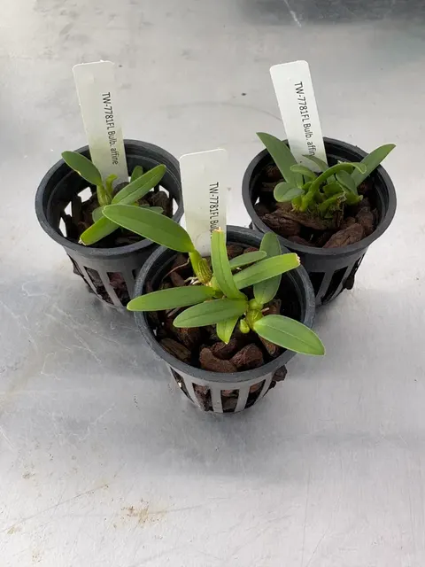 Bulbophyllum affine (Bulbophyllum)