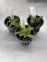 Bulbophyllum affine