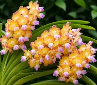 Vanda Wuttipanaara Maanoonyaa Yellow Blooming Size
