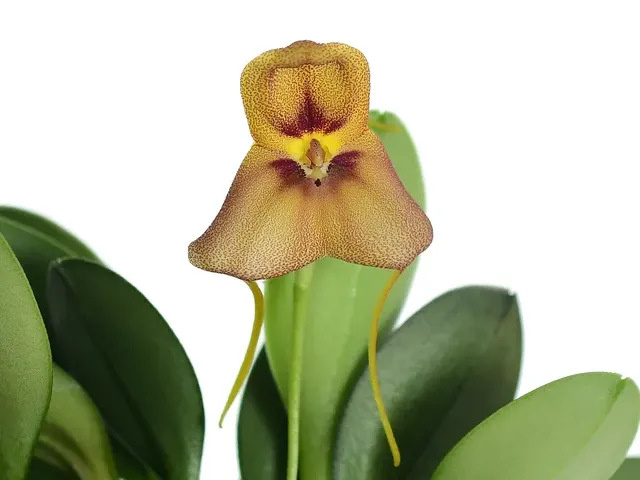 Masdevallia nikoleana (Masdevallia)