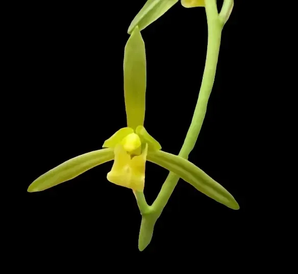 Cymbidium sinense 'Wu Zi Cui'