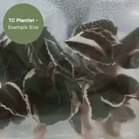 Anoectochillus Black Swan Albo (TC Plantlet) - Preorder