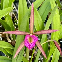 Bc. Orchid Hamlyn’s Magic ‘Leilani’ (Brassocattleya hybrid)