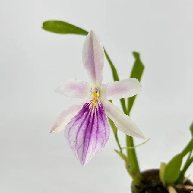 Miltonia spectabilis