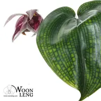 Bulbophyllum reticulatum