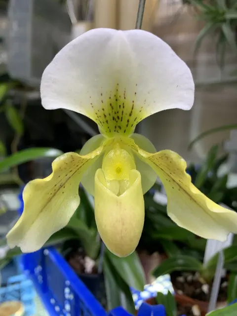 Paphiopedilum Cimabue (Paphiopedilum)