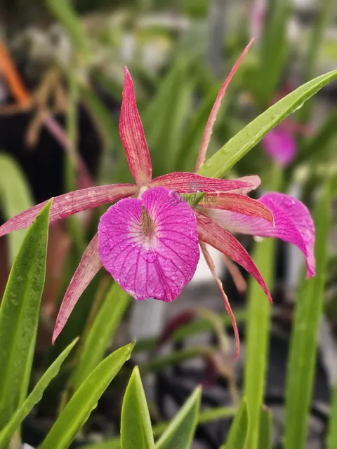Brassocattleya Hamlyn’s Magic ‘Leilani’ (Brassocattleya)