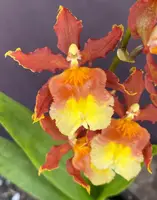 Odcdm. Catatante 'Pacific Sun Spots'