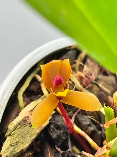 Maxillaria tenuibulbon