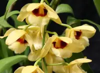 Den. Gatton Sunray 'FCC/RHS' (MDGS) (Hybrid)