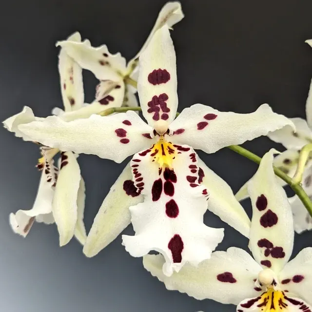 Beallara Snowblind 'Sweet Spots' (Beallara)