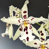 Bllra. Snowblind 'Sweet Spots' — In Bud/Spike