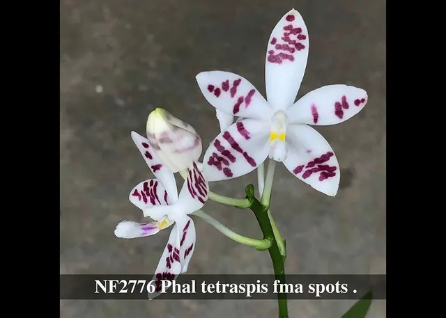 Phalaenopsis tetraspis fma spots 'Peacock' (Phalaenopsis)