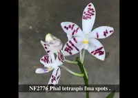 Phal. tetraspis fma spots (" Peacock " x " Concentric " )
