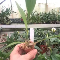 Stanhopea embreei — Jungpflanze