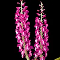 Dyakia hendersoniana 'Hawai' sp.