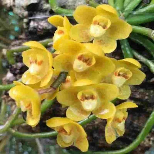 Chiloschista nakornpanomensis sp (Chiloschista)
