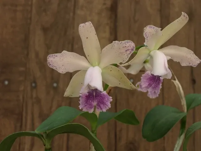 Cattleya DiPozzi Tiziano 'JO Spots' (Cattleya)