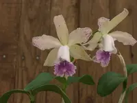 Cattleya DiPozzi Tiziano ‘JO Spots’