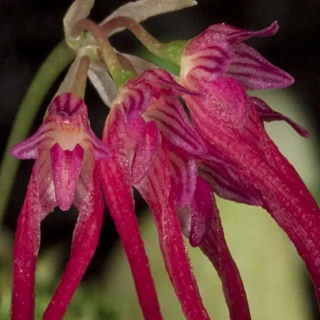 Bulbophyllum nipondhii sp