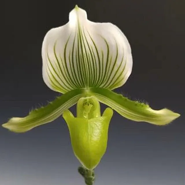 Paphiopedilum Maudiae - AM/RHS 'Magnificum'