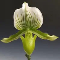 Paph. Maudiae 'Magnificum' - AM/RHS