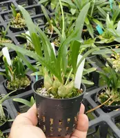 Acriopsis liliifolia syn. javonica