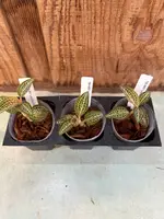 Ludochilus Poly