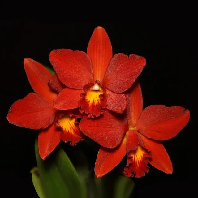 Cattlianthe Little Hazel (Cattlianthe)