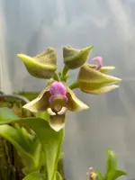 Polystachya johnstonii