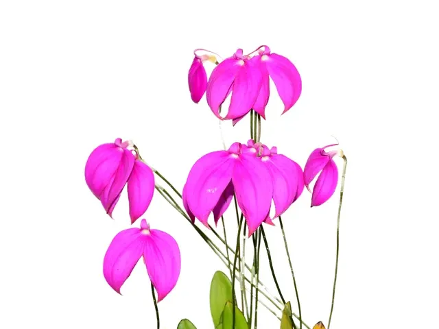 Masdevallia coccinea 'Roy Barrow' (Masdevallia)