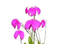 Masdevallia coccinea 'Roy Barrow'