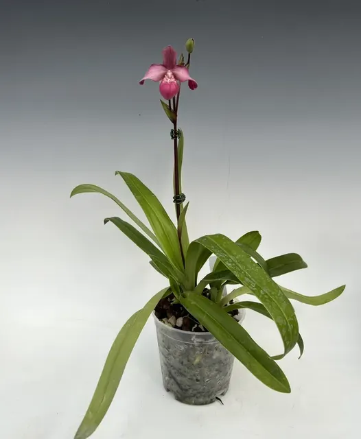 Phragmipedium Pink Opal (Phragmipedium)